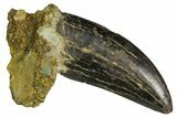 Tyrannosaur Tooth - Two Medicine Formation #145015-1